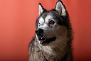 Antoine CZERWINSKI - ANTOINE CZERWINSKI